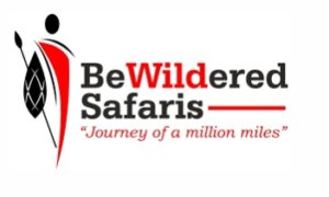 bewildered safari
